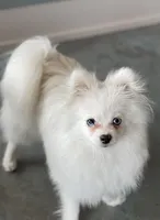 Sky, a male Pomeranian for sale in Truckee, CA – 2 of 2