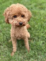 Jerry, a male Poodle - Miniature  for sale in Truckee, CA – 2 of 4