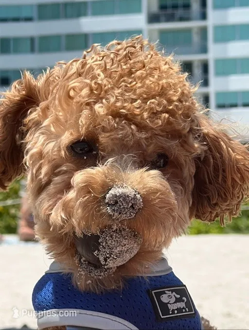 Jerry – Poodle - Miniature  puppy for sale in Truckee, CA