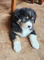 Sid, a male Australian Shepherd for sale in Madison, WI – 2 of 7