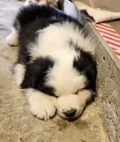 Beans, a male Australian Shepherd for sale in Madison, WI – 4 of 9
