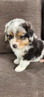 Mike, a male Australian Shepherd for sale in Madison, WI – 8 of 10