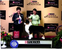 Beans, a male Australian Shepherd for sale in Madison, WI – 8 of 9