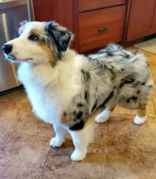 Mike, a male Australian Shepherd for sale in Madison, WI – 10 of 10