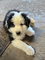 Beans, a male Australian Shepherd for sale in Madison, WI – 3 of 9