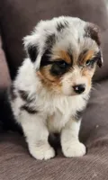 Mike, a male Australian Shepherd for sale in Madison, WI – 7 of 10