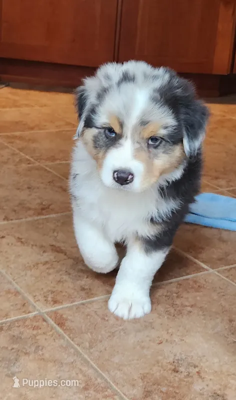 Mike – Australian Shepherd puppy for sale in Madison, WI