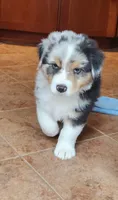 Mike, a male Australian Shepherd for sale in Madison, WI – 1 of 10