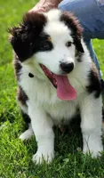 Beans, a male Australian Shepherd for sale in Madison, WI – 2 of 9