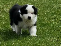Beans, a male Australian Shepherd for sale in Madison, WI – 6 of 9