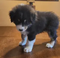 Sid, a male Australian Shepherd for sale in Madison, WI – 3 of 7