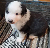 Beans, a male Australian Shepherd for sale in Madison, WI – 7 of 9