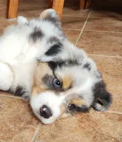 Mike, a male Australian Shepherd for sale in Madison, WI – 3 of 10