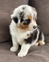 Mike, a male Australian Shepherd for sale in Madison, WI – 6 of 10
