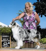 Beans, a male Australian Shepherd for sale in Madison, WI – 9 of 9