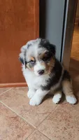 Mike, a male Australian Shepherd for sale in Madison, WI – 2 of 10