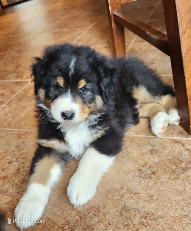 Sid – Australian Shepherd puppy for sale in Madison, WI