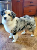 Sid, a male Australian Shepherd for sale in Madison, WI – 7 of 7