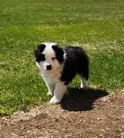 Beans, a male Australian Shepherd for sale in Madison, WI – 5 of 9