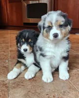 Sid, a male Australian Shepherd for sale in Madison, WI – 5 of 7