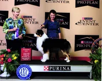 Sid, a male Australian Shepherd for sale in Madison, WI – 6 of 7