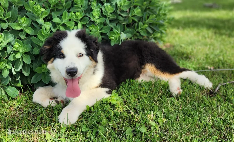 Beans – Australian Shepherd puppy for sale in Madison, WI