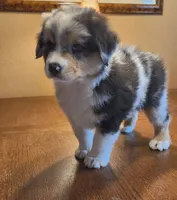 Mike, a male Australian Shepherd for sale in Madison, WI – 4 of 10