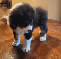 Sid, a male Australian Shepherd for sale in Madison, WI – 4 of 7