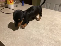 Aho, a male Miniature Dachshund for sale in Raleigh, NC – 2 of 3