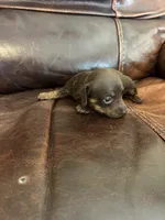 Chip, a male Miniature Dachshund for sale in Raleigh, NC – Photo 2 of 10