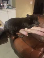 Chip, a male Miniature Dachshund for sale in Raleigh, NC – Photo 7 of 10