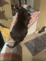 Chip, a male Miniature Dachshund for sale in Raleigh, NC – Photo 5 of 10