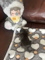 Chip, a male Miniature Dachshund for sale in Raleigh, NC – Photo 4 of 4