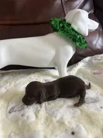 Chip, a male Miniature Dachshund for sale in Raleigh, NC – Photo 8 of 10