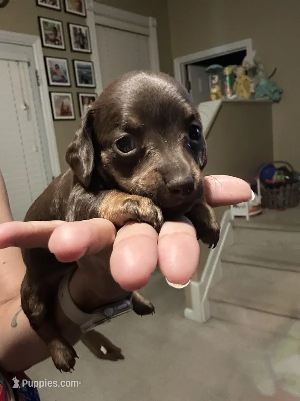 Chip – Miniature Dachshund puppy for sale in Raleigh, NC