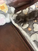 Chip, a male Miniature Dachshund for sale in Raleigh, NC – Photo 3 of 4