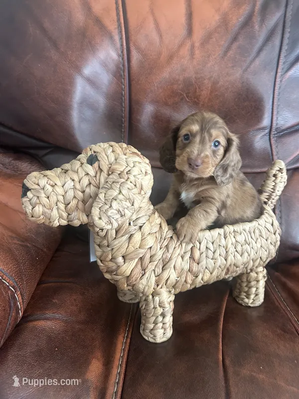 Marco – Miniature Dachshund puppy for sale in Raleigh, NC