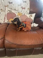 Penelope , a female Miniature Dachshund for sale in Raleigh, NC – 10 of 10