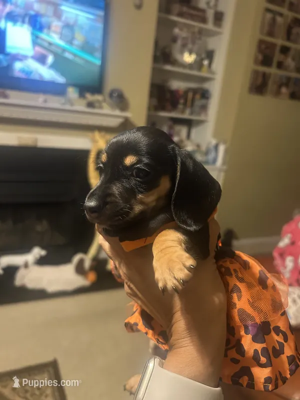 Bitsy – Miniature Dachshund puppy for sale in Raleigh, NC