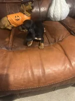 Bambi, a female Miniature Dachshund for sale in Raleigh, NC – 4 of 4