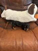 Itsy, a female Miniature Dachshund for sale in Raleigh, NC – 2 of 4
