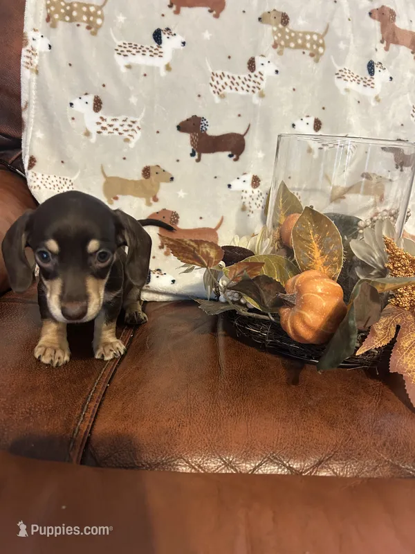 Mocha – Miniature Dachshund puppy for sale in Raleigh, NC
