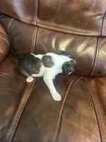 Juneau, a male Boston Terrier for sale in Raleigh, NC – 5 of 6