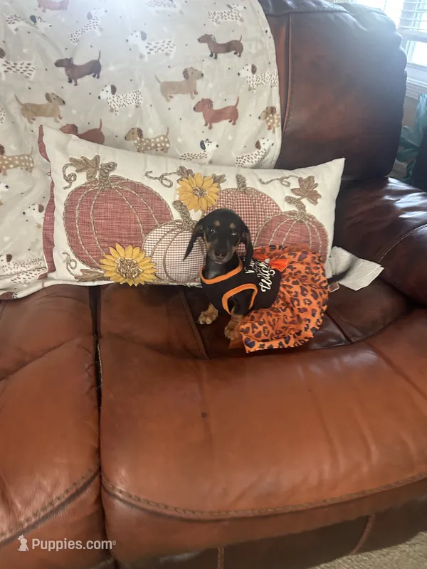 Penelope  – Miniature Dachshund puppy for sale in Raleigh, NC