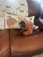 Penelope , a female Miniature Dachshund for sale in Raleigh, NC – 1 of 10