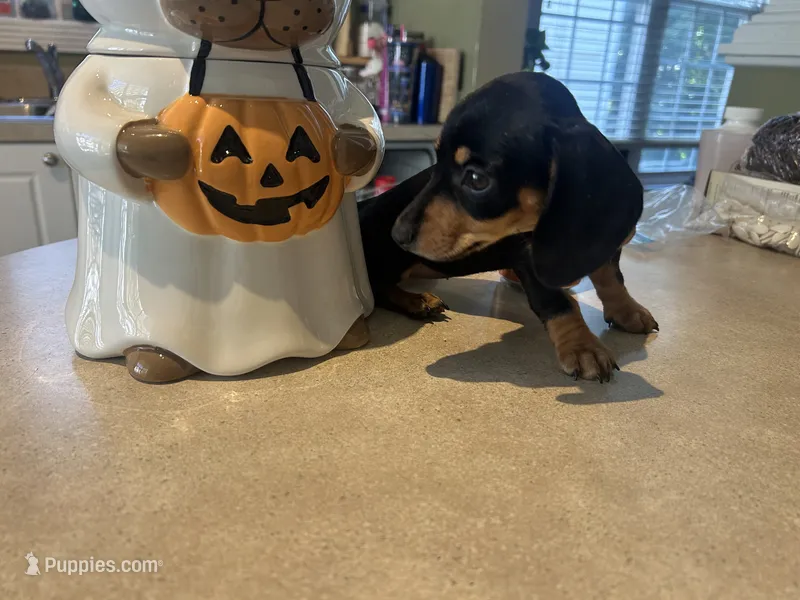 Bitsy – Miniature Dachshund puppy for sale in Raleigh, NC