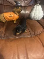Jeanie, a female Miniature Dachshund for sale in Raleigh, NC – 4 of 5