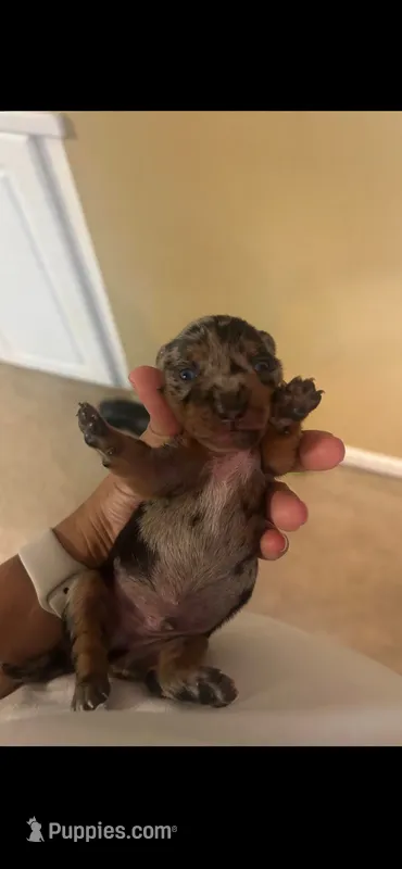 Jackson – Miniature Dachshund puppy for sale in Raleigh, NC