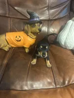 Jeanie, a female Miniature Dachshund for sale in Raleigh, NC – 3 of 5