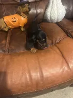 Bambi, a female Miniature Dachshund for sale in Raleigh, NC – 3 of 4